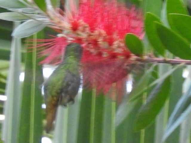 Gilded Hummingbird - ML151095691