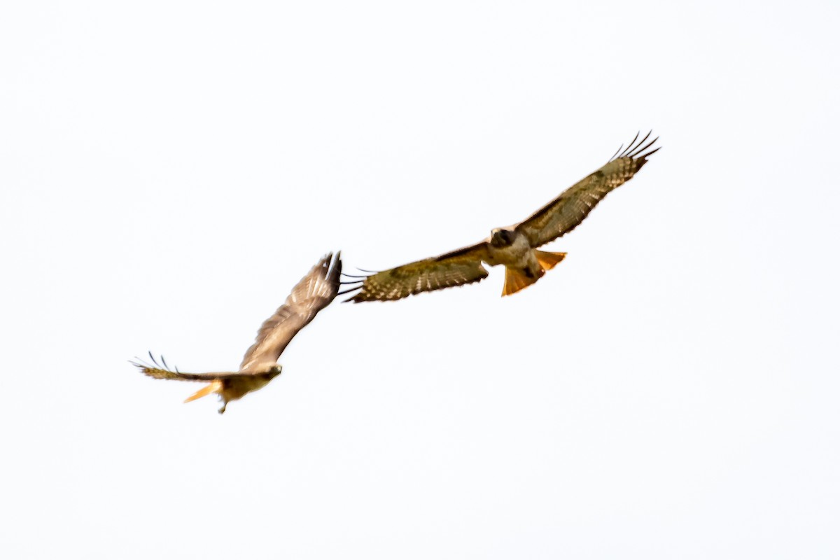 Red-tailed Hawk - ML151095961