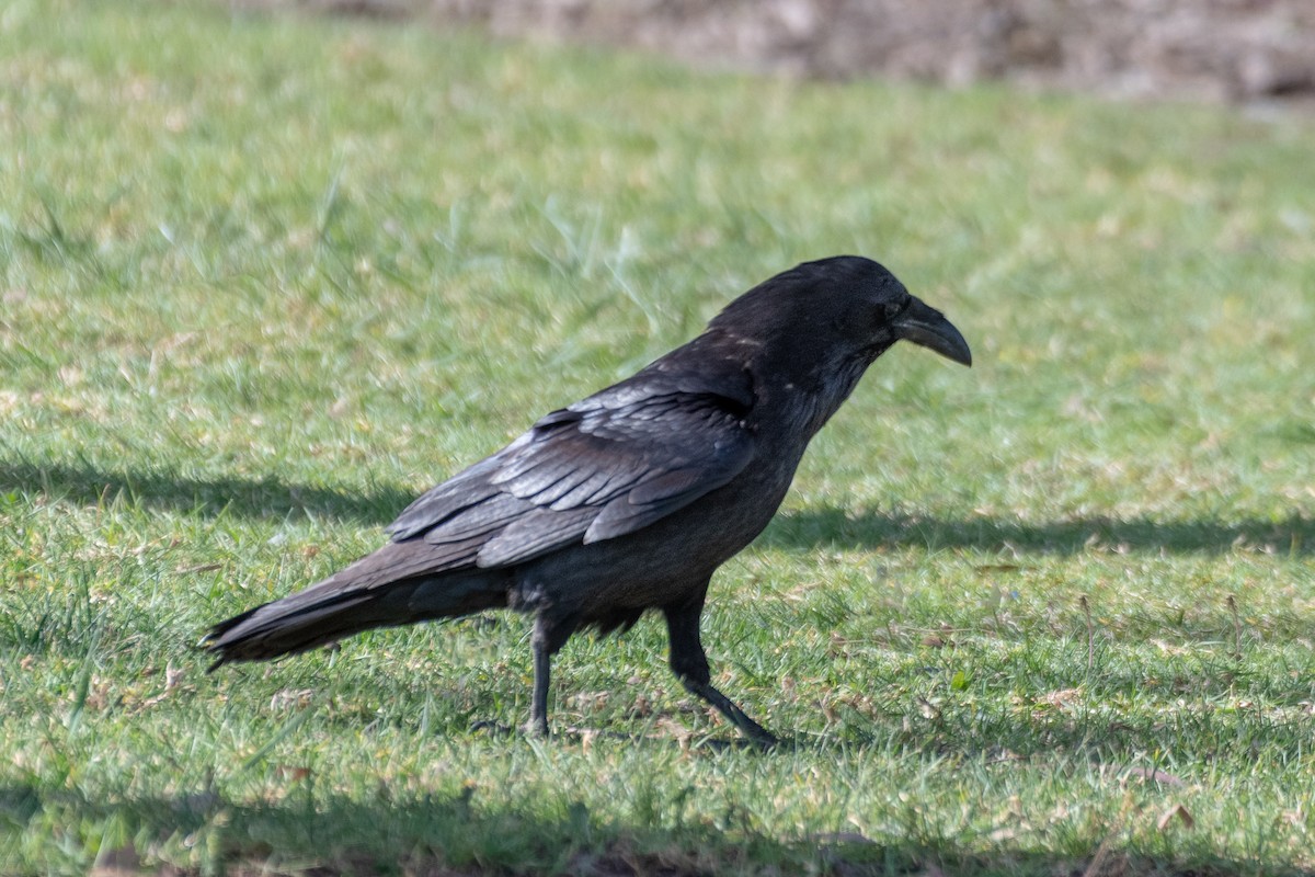 Common Raven - James Kendall