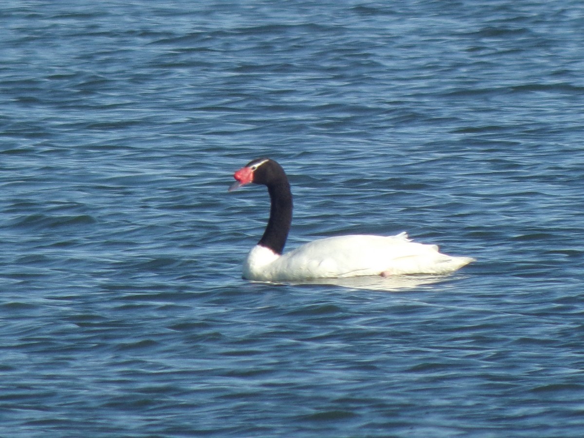 Black-necked Swan - ML151097781