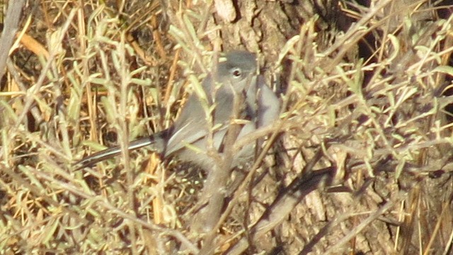 Black-tailed Gnatcatcher - Alán Palacios