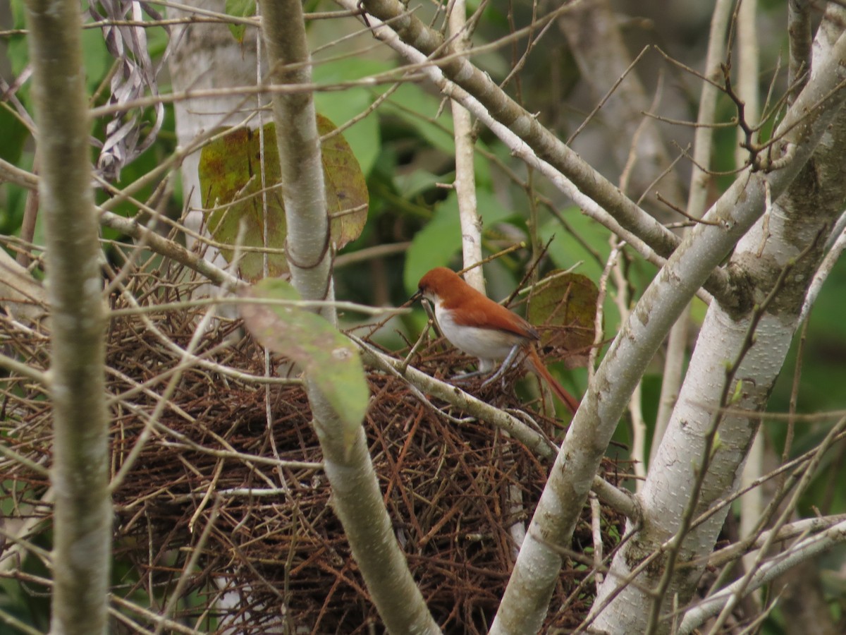 Red-and-white Spinetail - ML151099131