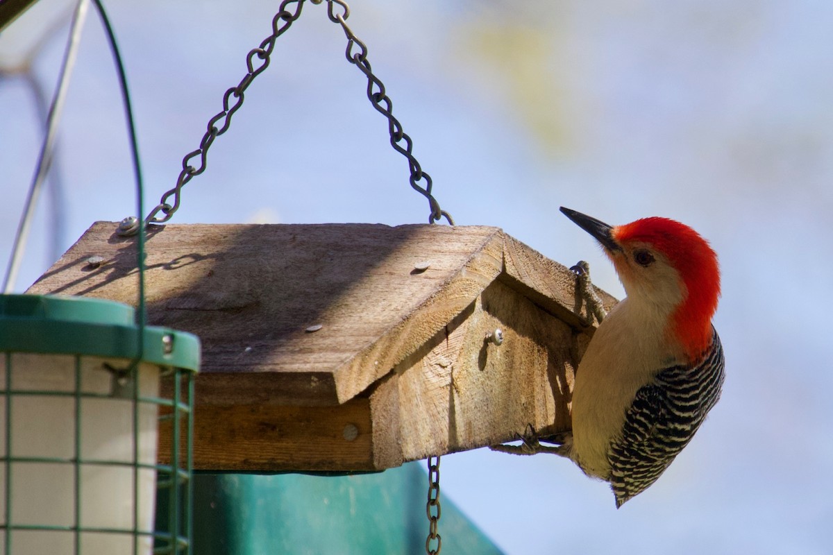 Red-bellied Woodpecker - ML151099551
