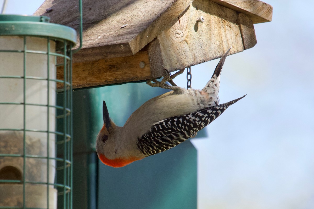 Red-bellied Woodpecker - ML151099561