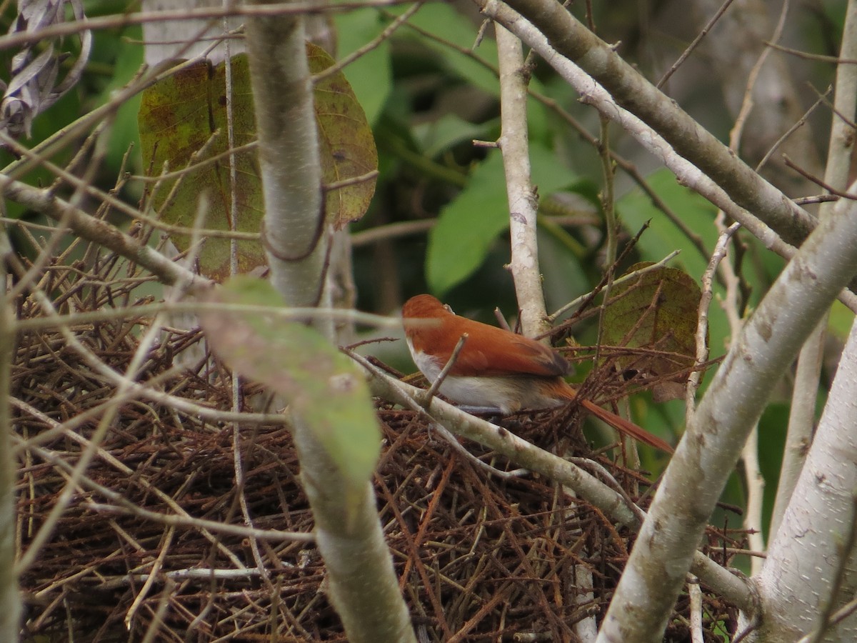 Red-and-white Spinetail - Ann Truesdale