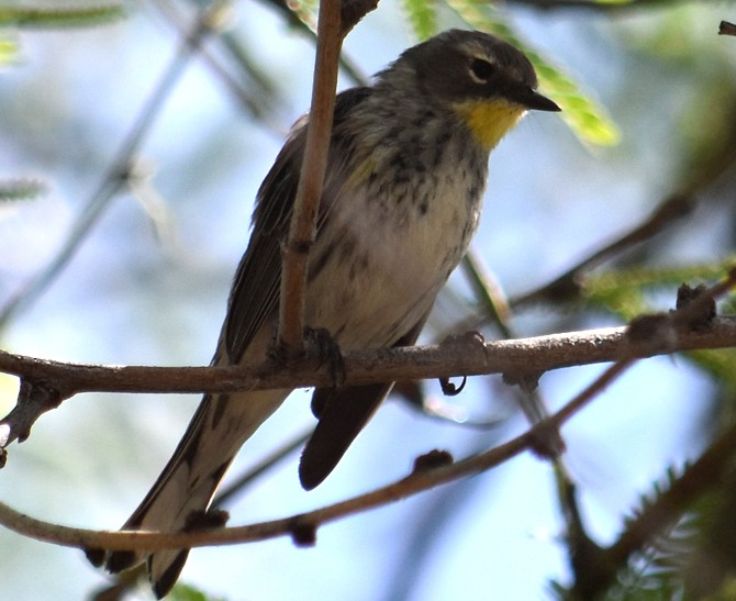 Yellow-rumped Warbler (Myrtle x Audubon's) - Steve Nord