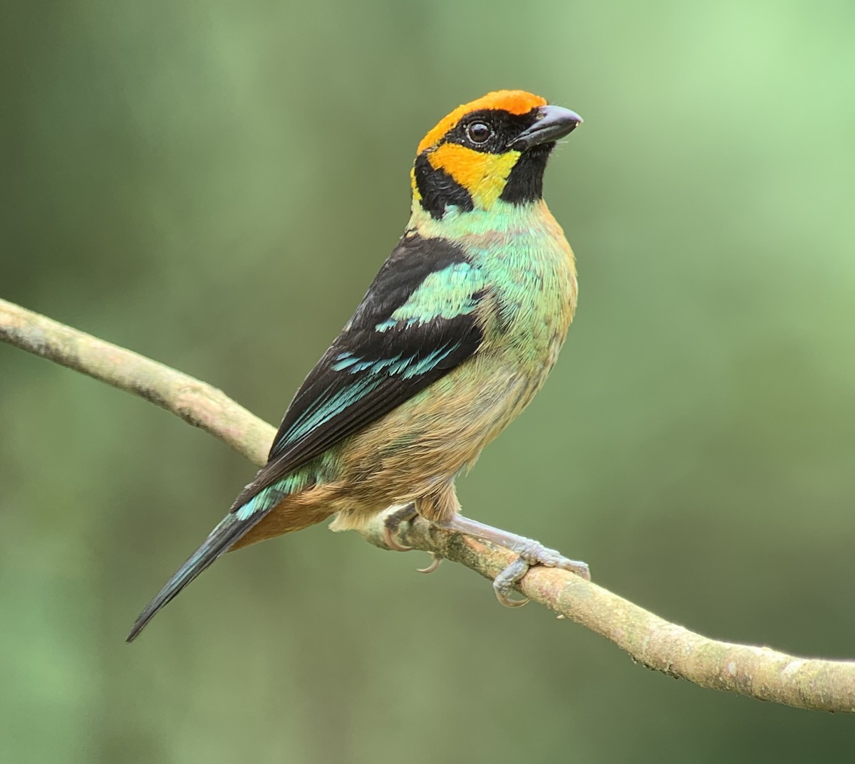 Flame-faced Tanager - ML151100041
