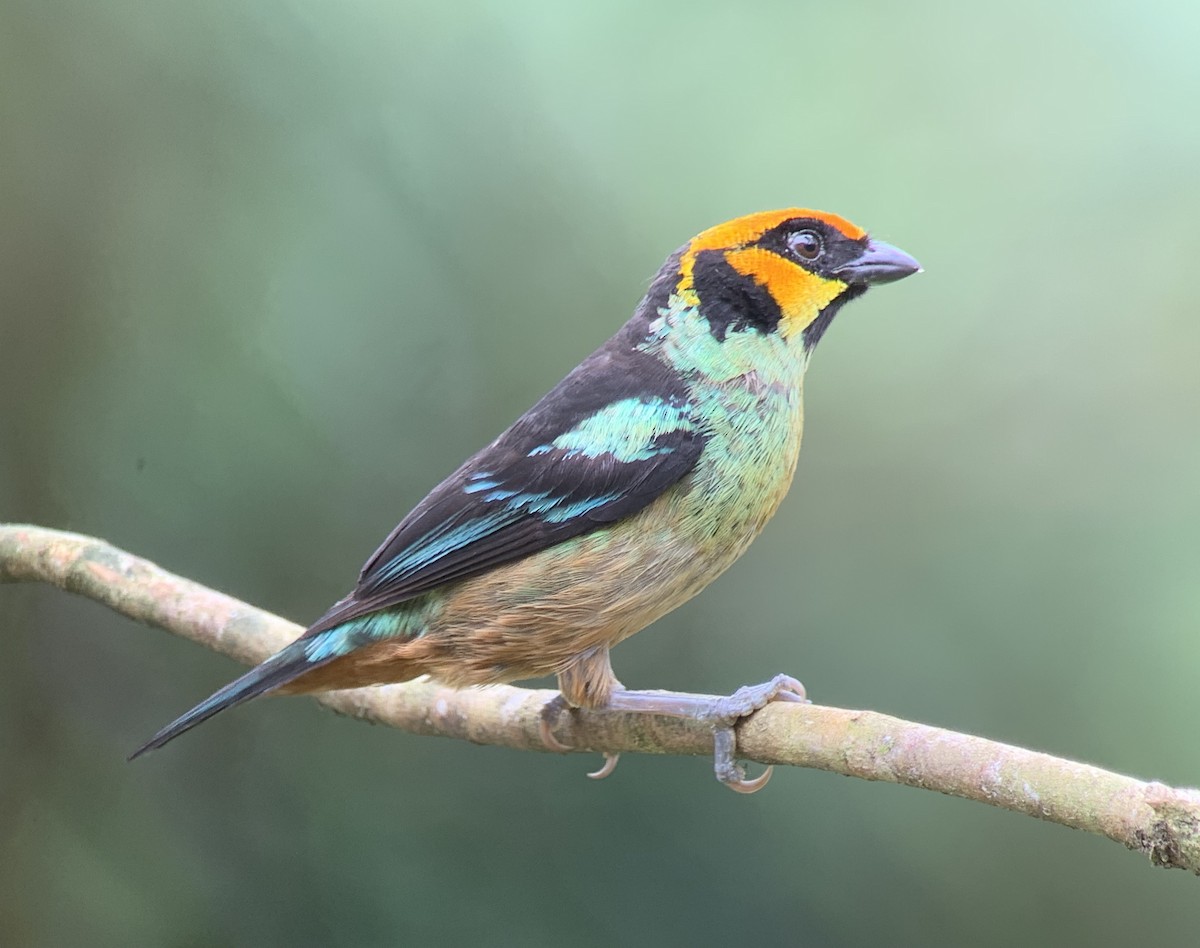 Flame-faced Tanager - ML151100051