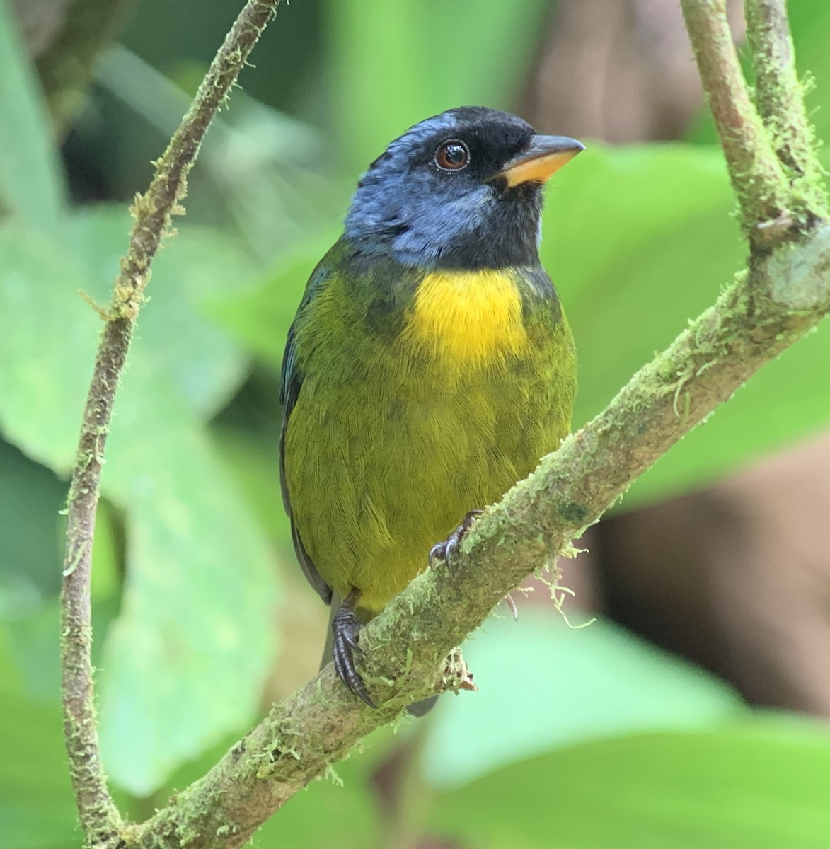 Moss-backed Tanager - ML151100321