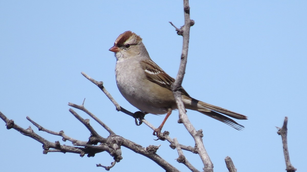 White-crowned Sparrow - Alán Palacios