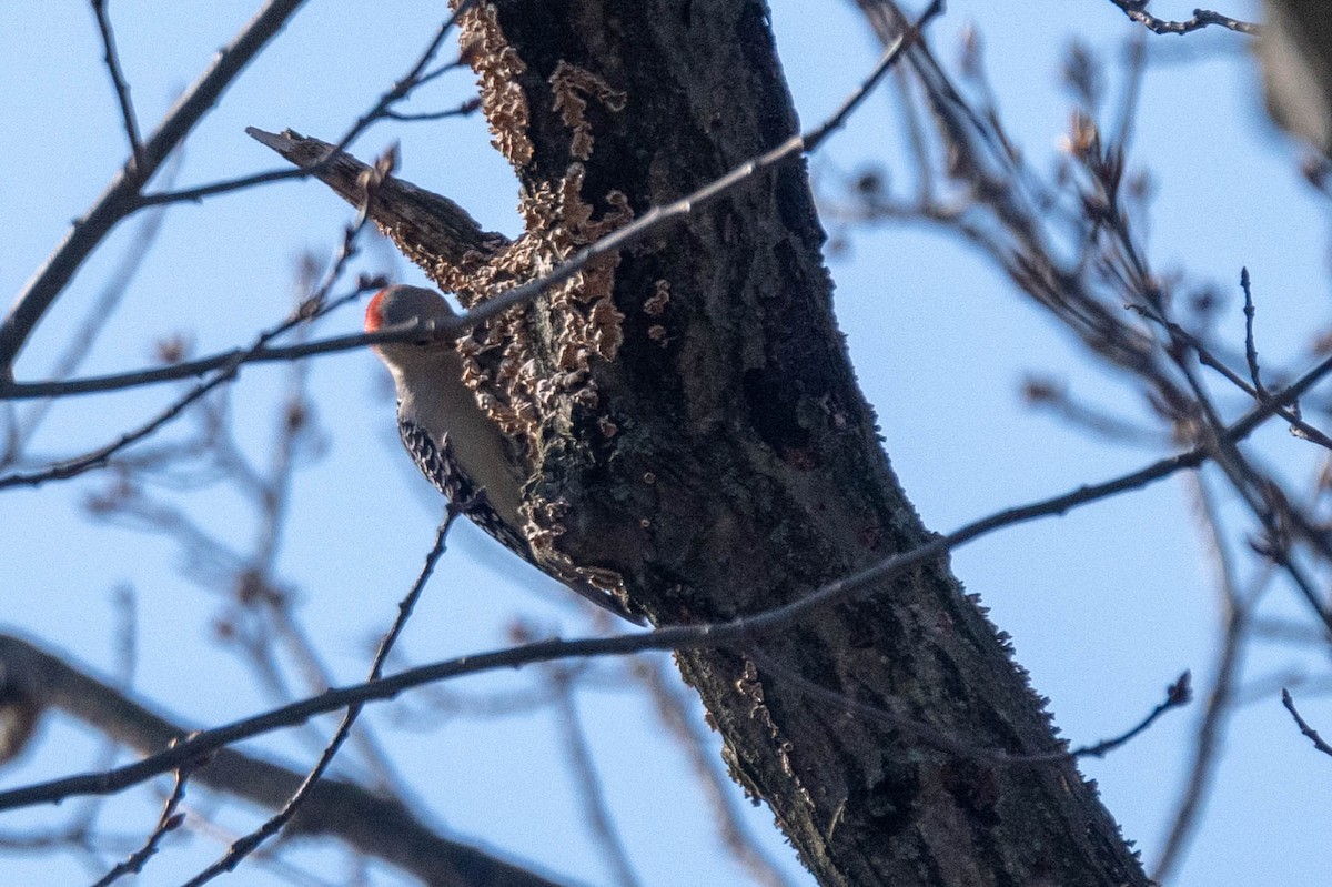 Red-bellied Woodpecker - ML151100551