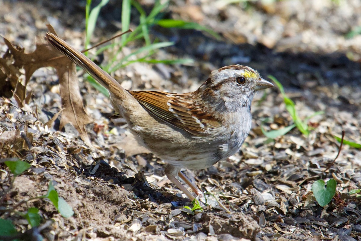 White-throated Sparrow - ML151101031