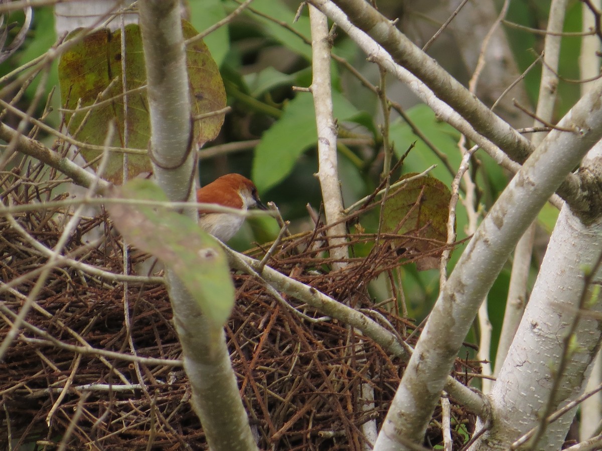 Red-and-white Spinetail - ML151101071