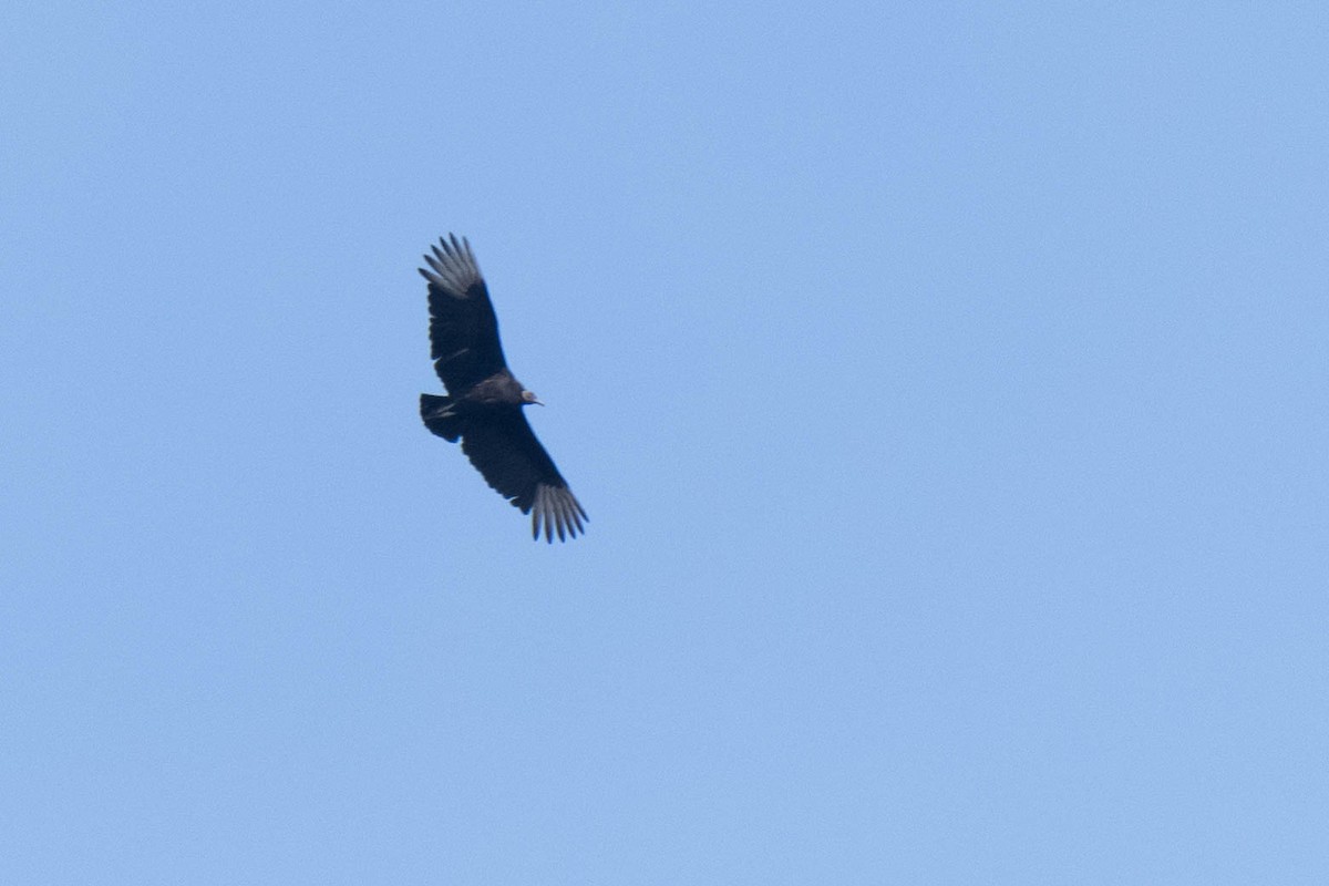 Black Vulture - ML151101271