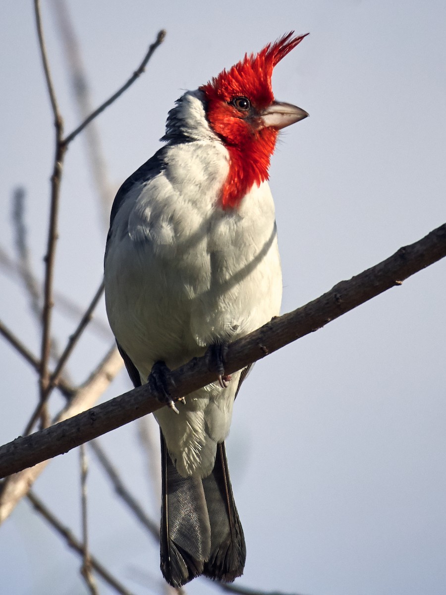 Red-crested Cardinal - ML151101831