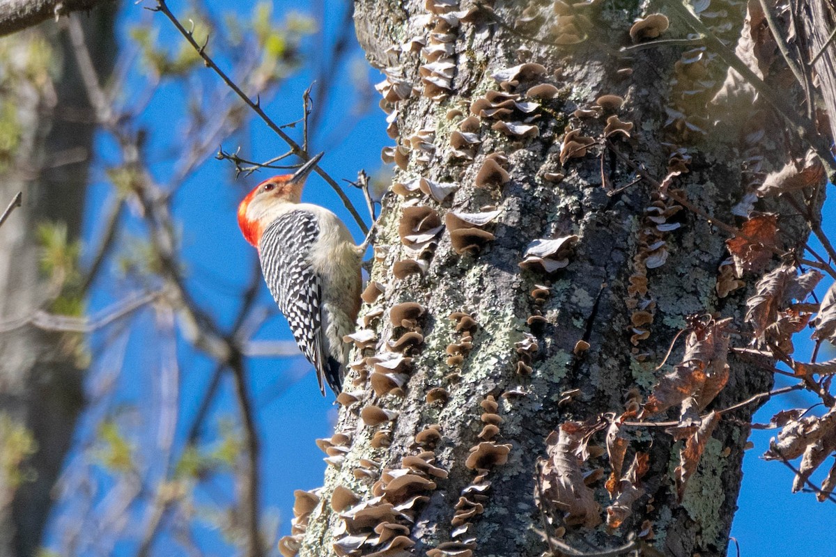 Red-bellied Woodpecker - ML151102371