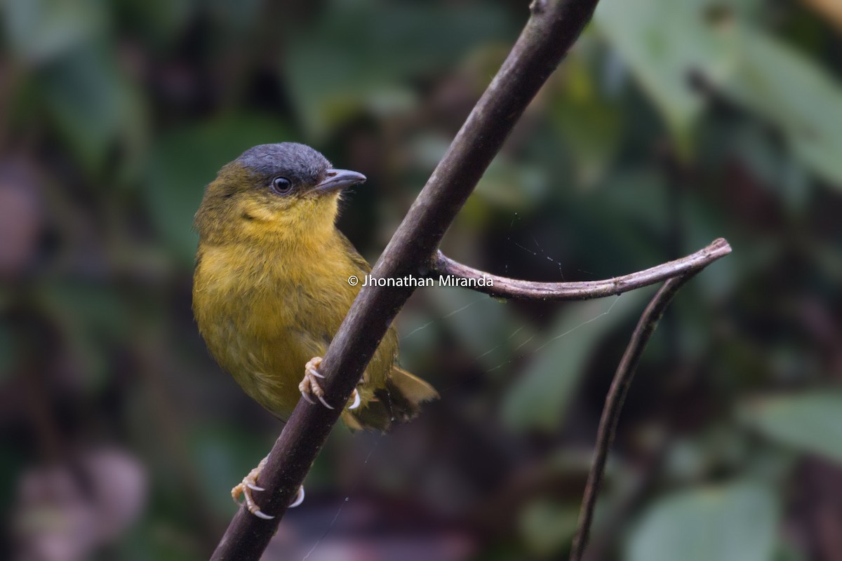 Gray-capped Hemispingus - Jhonathan Miranda - Wandering Venezuela Birding Expeditions