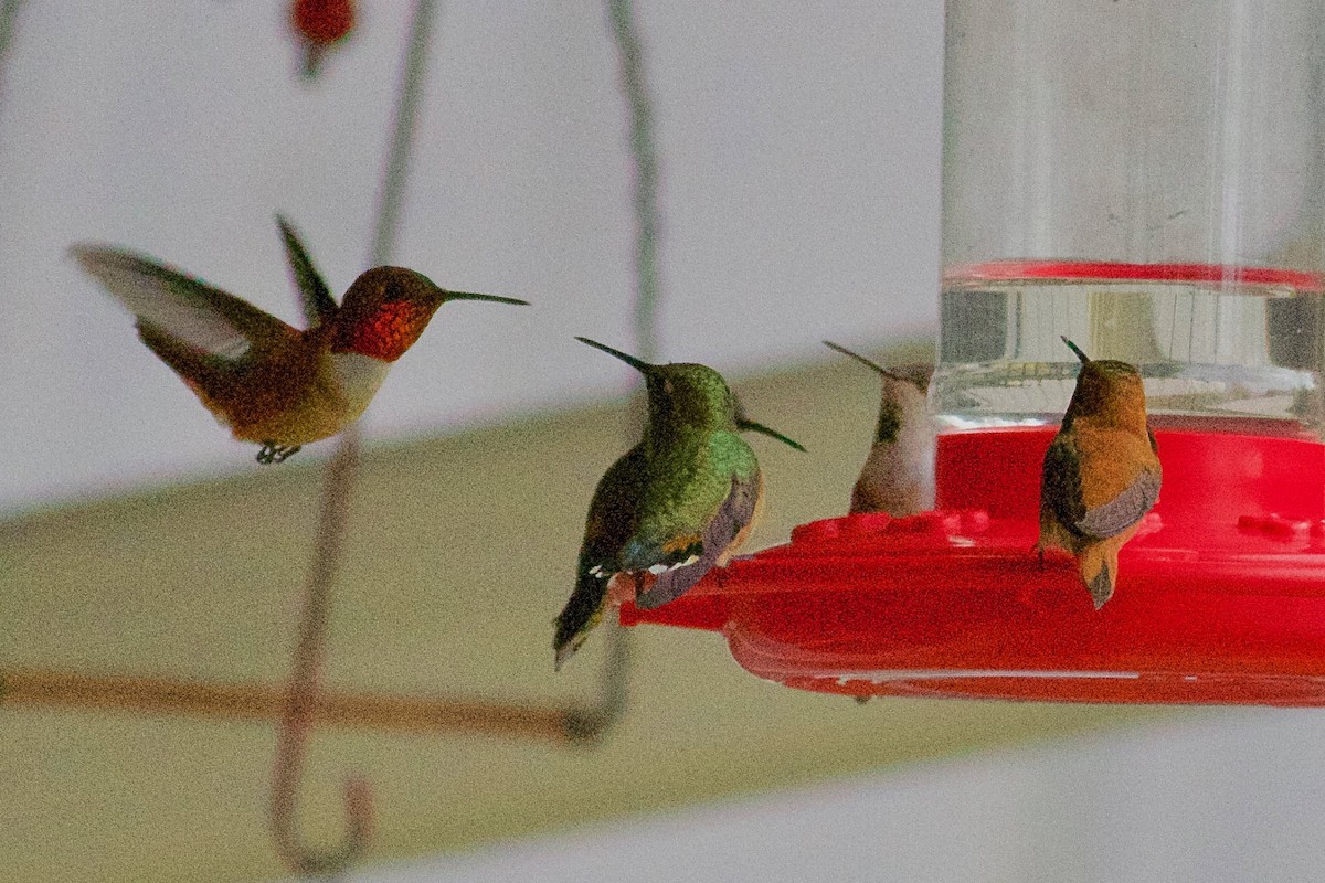 Rufous Hummingbird - Gordon Atkins