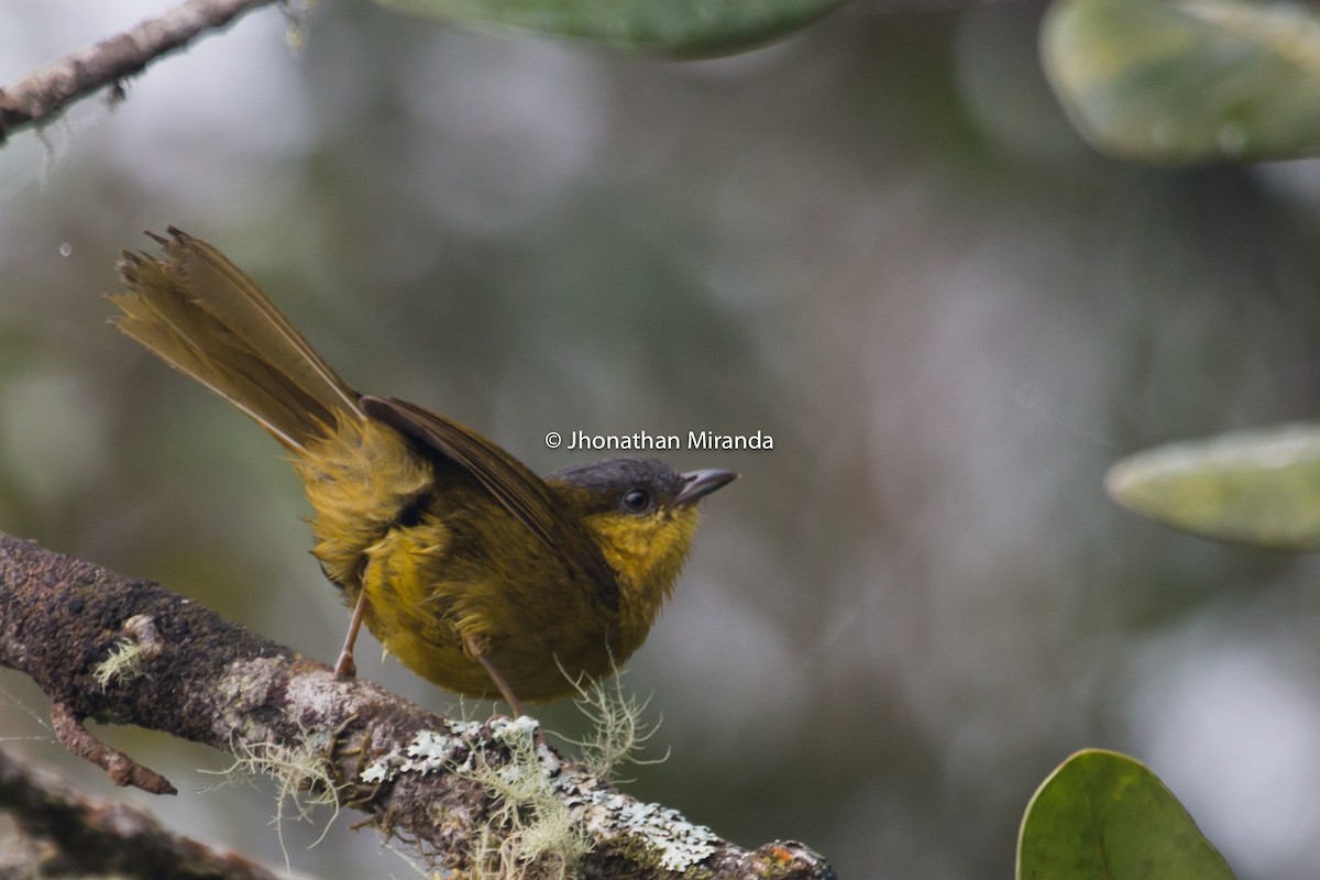 Gray-capped Hemispingus - Jhonathan Miranda - Wandering Venezuela Birding Expeditions