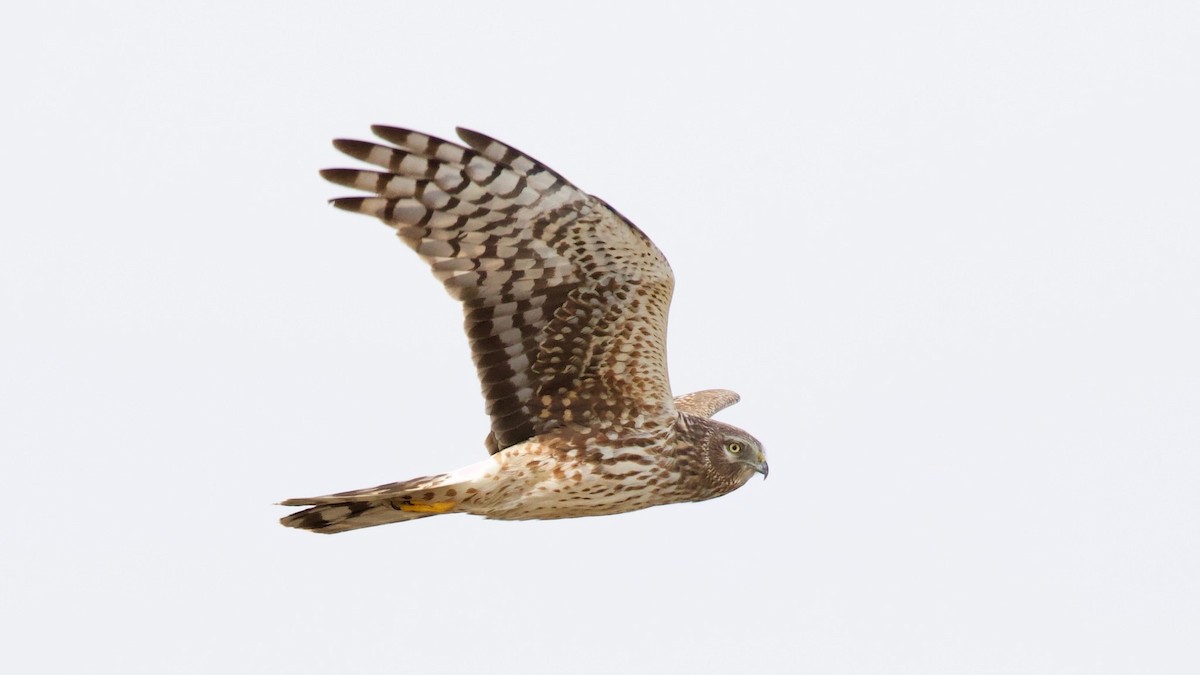 Northern Harrier - Brian Rusnica
