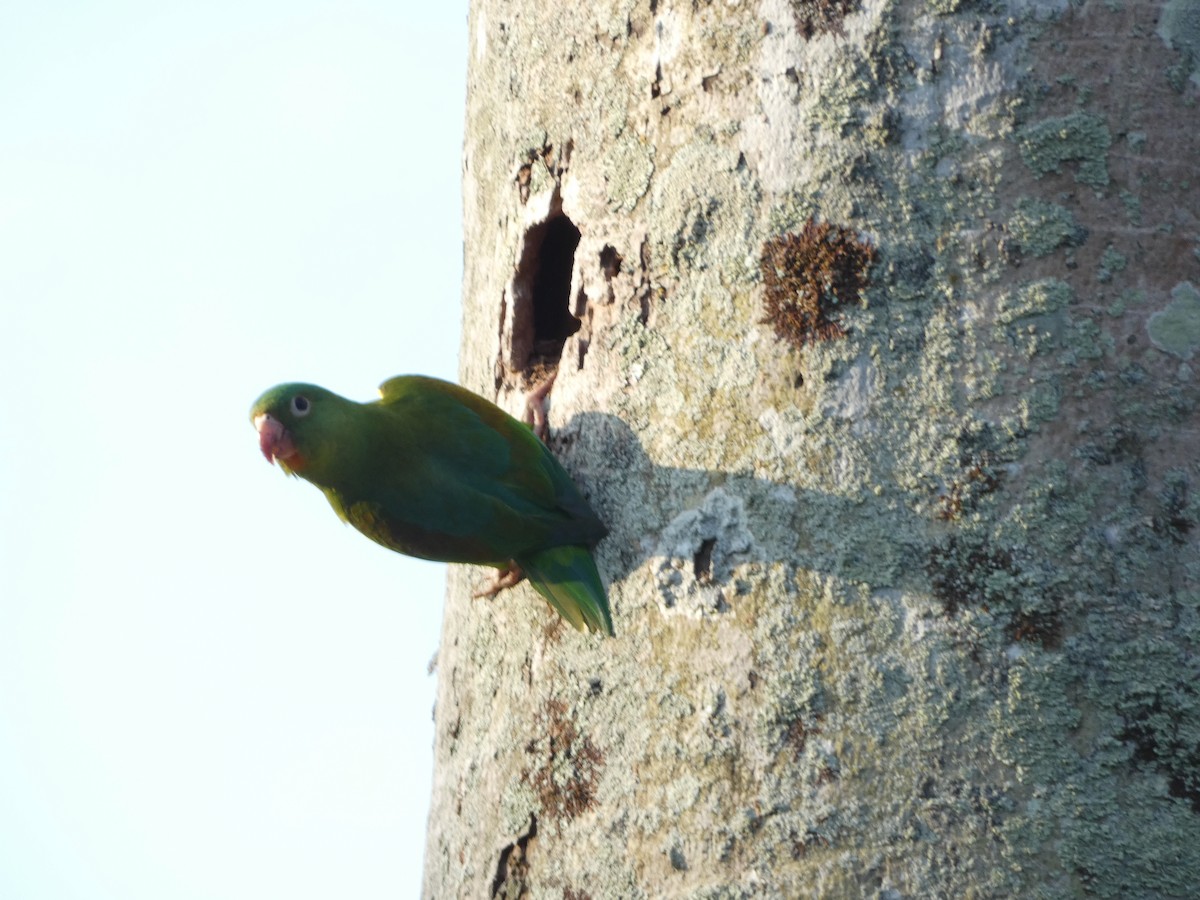 Orange-chinned Parakeet - Pauline Binetruy