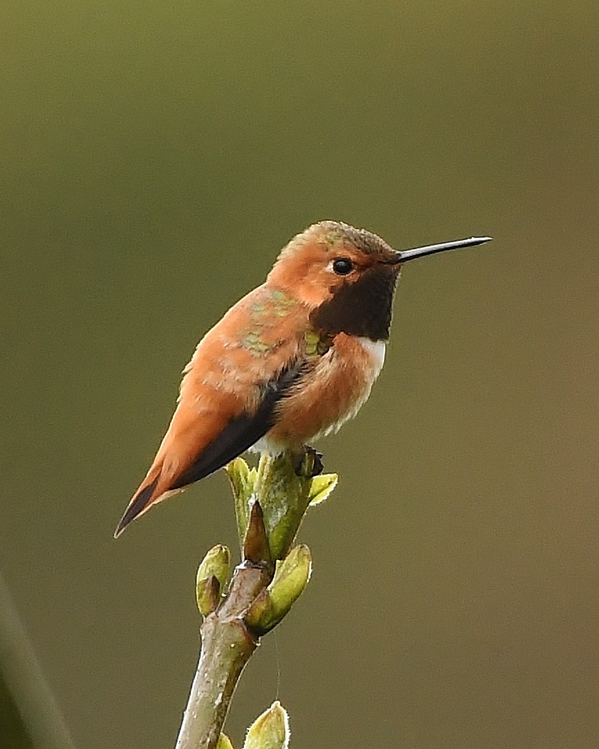 Rufous Hummingbird - ML151107611