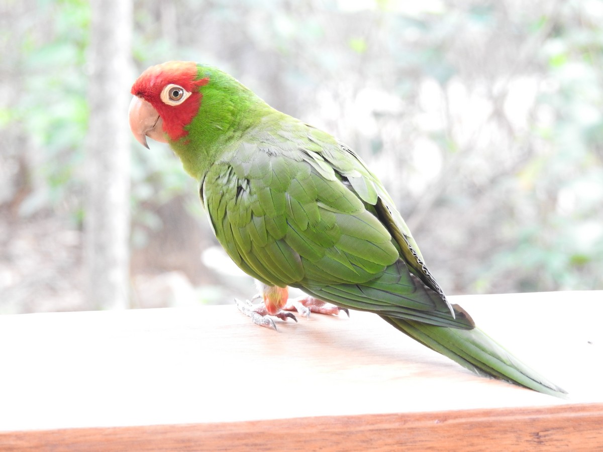 Red-masked Parakeet - John Licharson