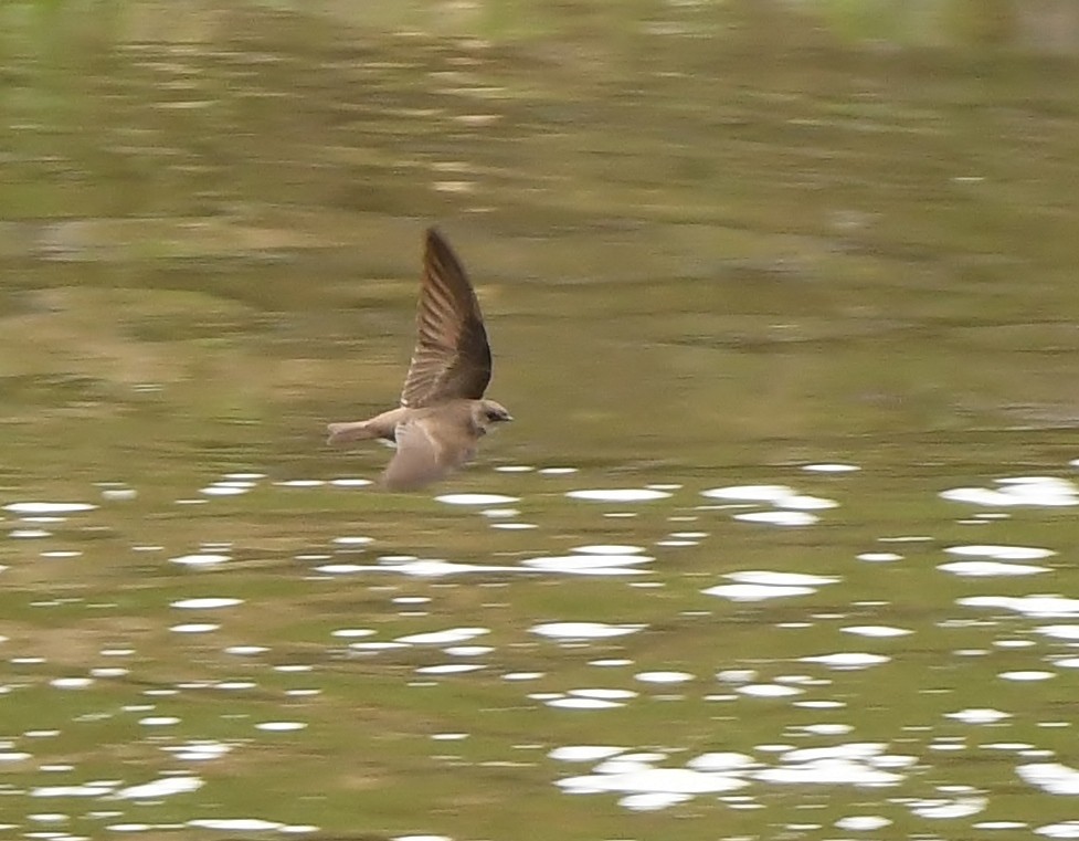 Northern Rough-winged Swallow - ML151107791