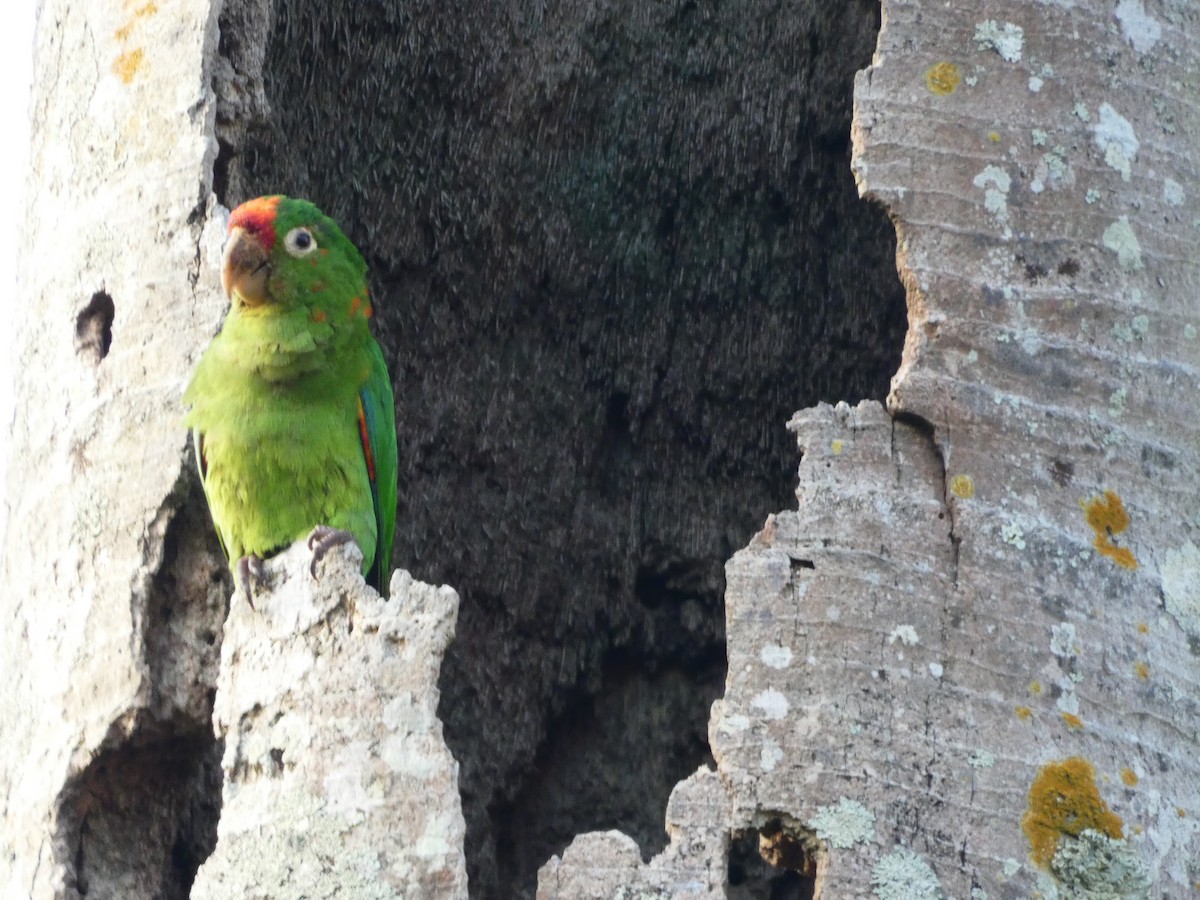 Crimson-fronted Parakeet - Pauline Binetruy