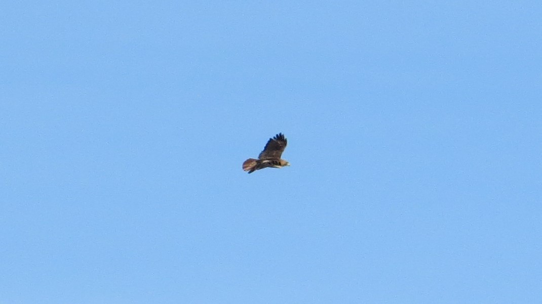 Red-tailed Hawk - ML151109081