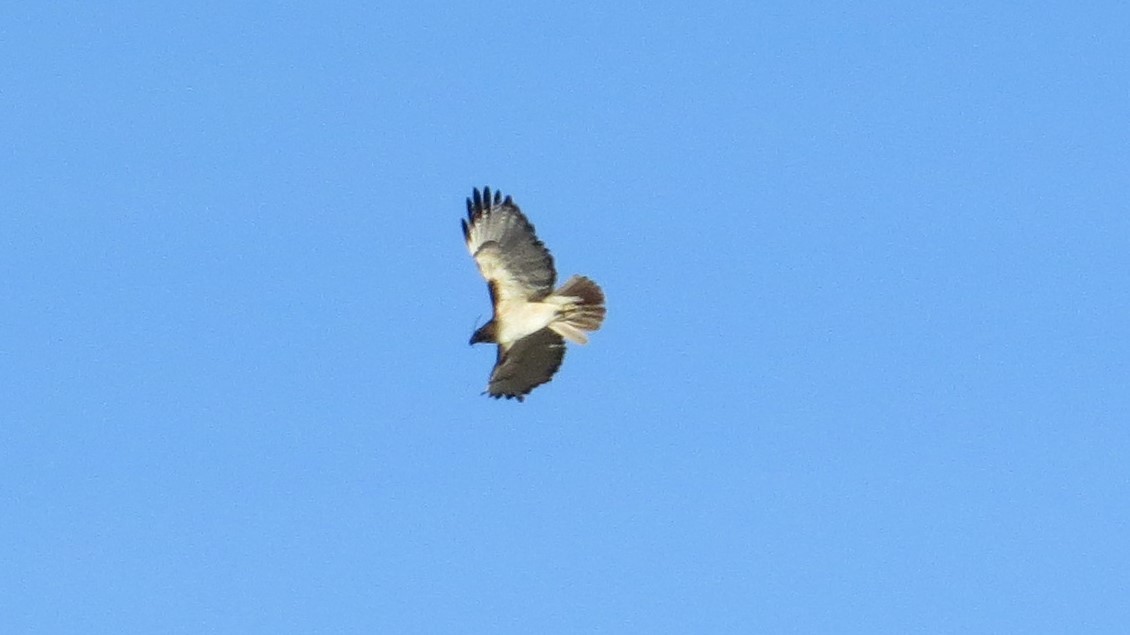 Red-tailed Hawk - ML151109121