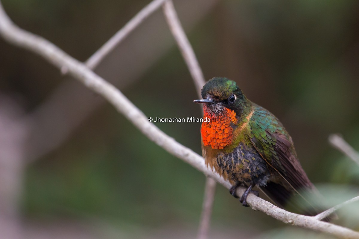 kolibřík oranžovohrdlý - ML151109771