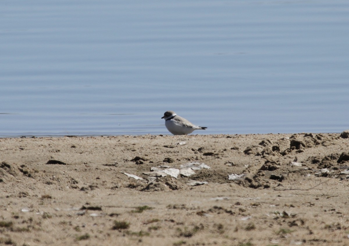 Piping Plover - Sam Manning