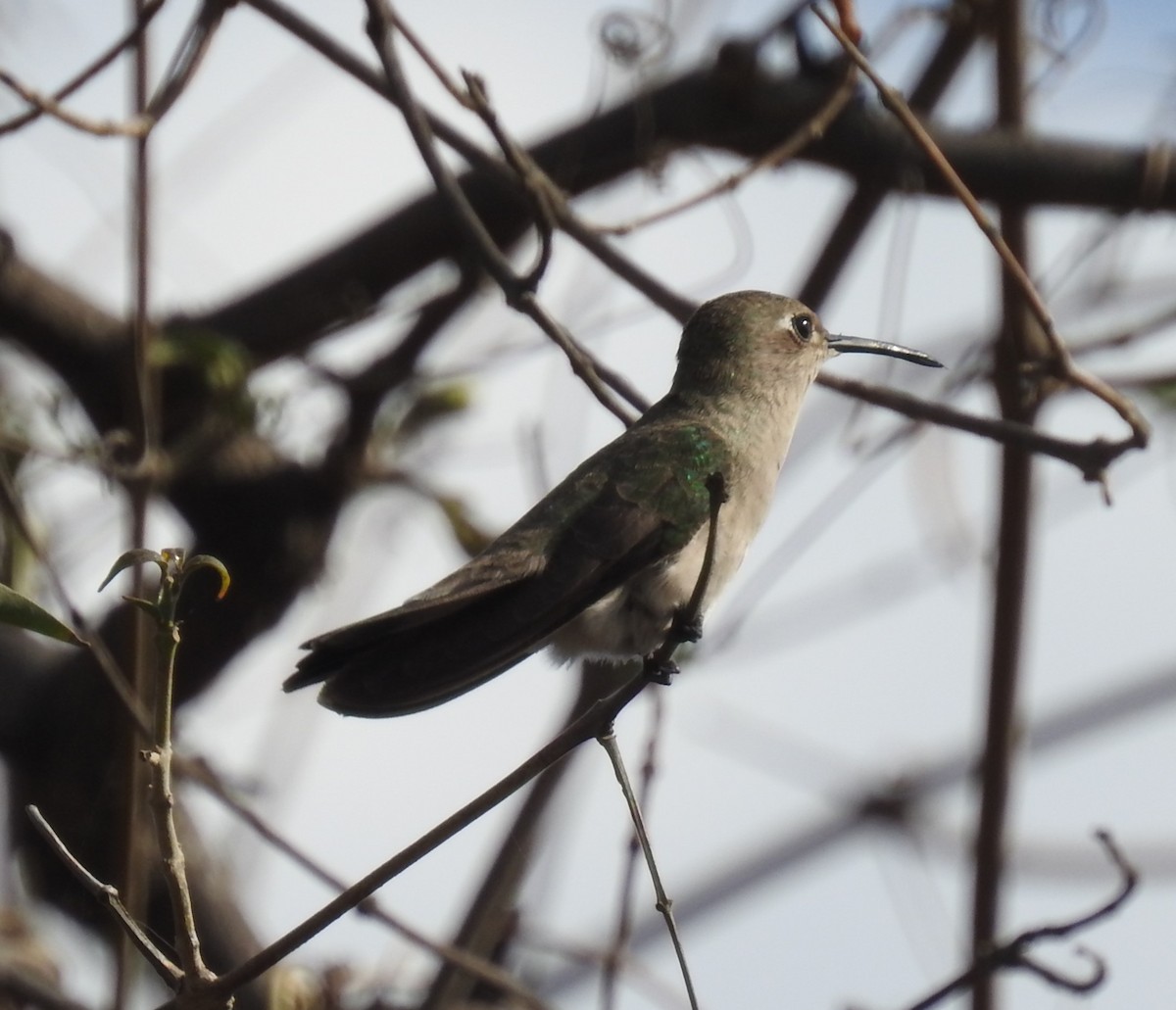 Tumbes Hummingbird - John Licharson