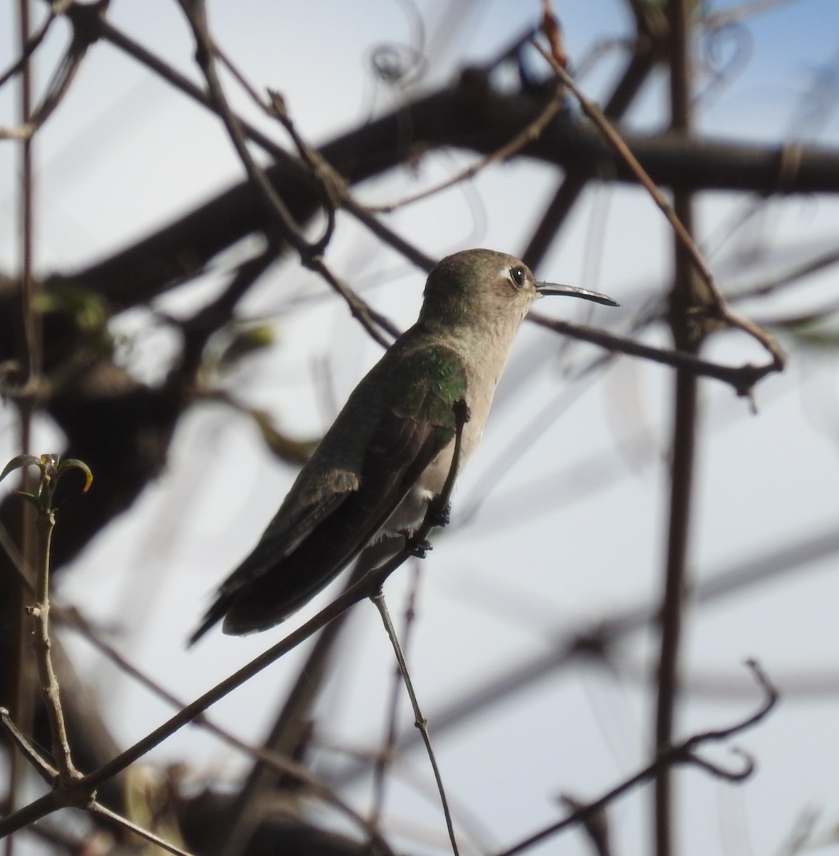 Tumbes Hummingbird - John Licharson