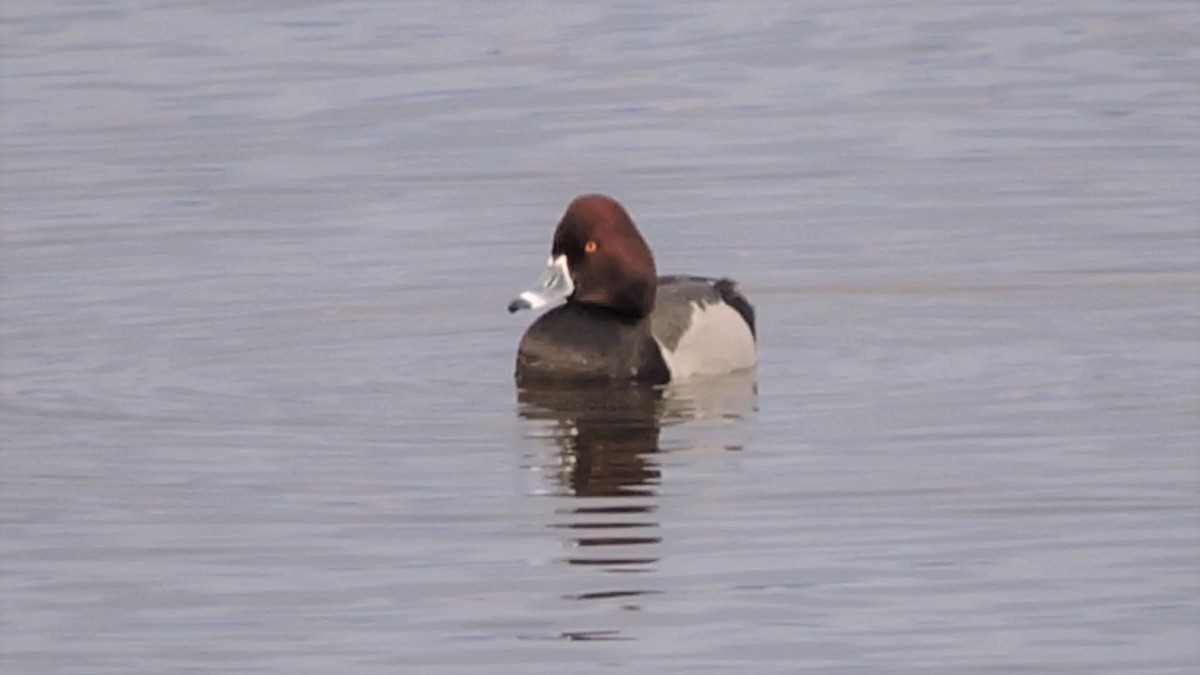 Redhead x Ring-necked Duck (hybrid) - Daniel Casey