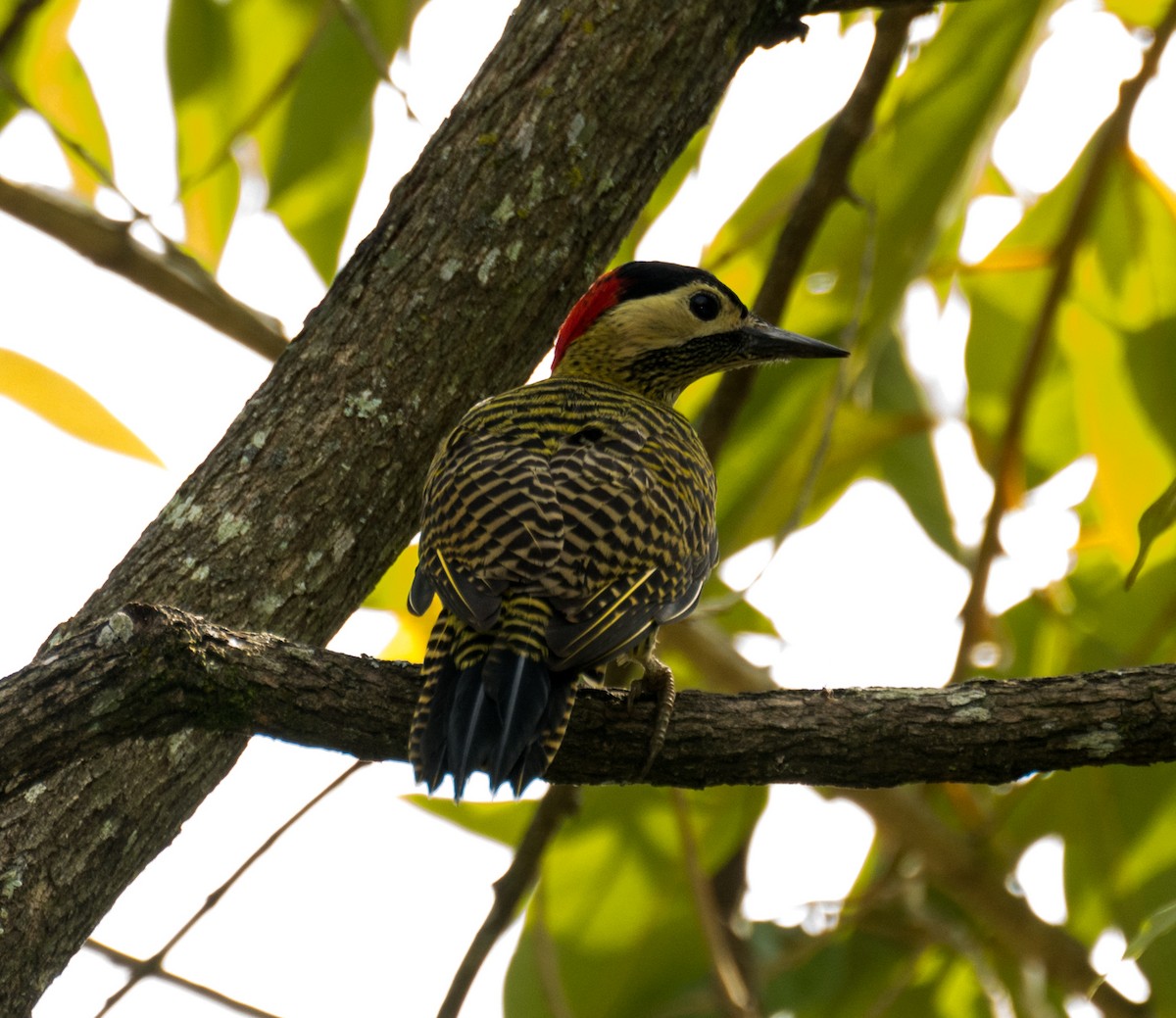 Green-barred Woodpecker - Renato Machado de Sobral