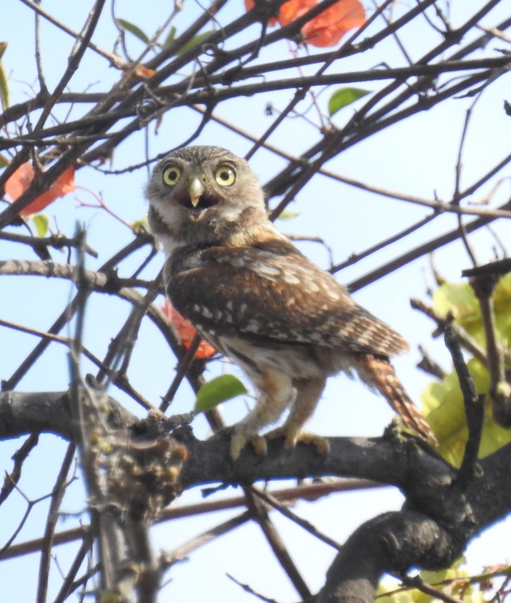 Peruvian Pygmy-Owl - John Licharson