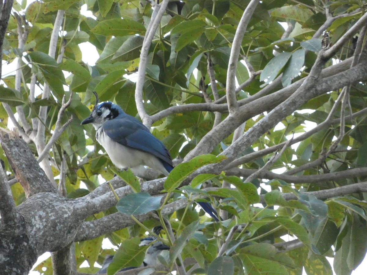 White-throated Magpie-Jay - ML151111681