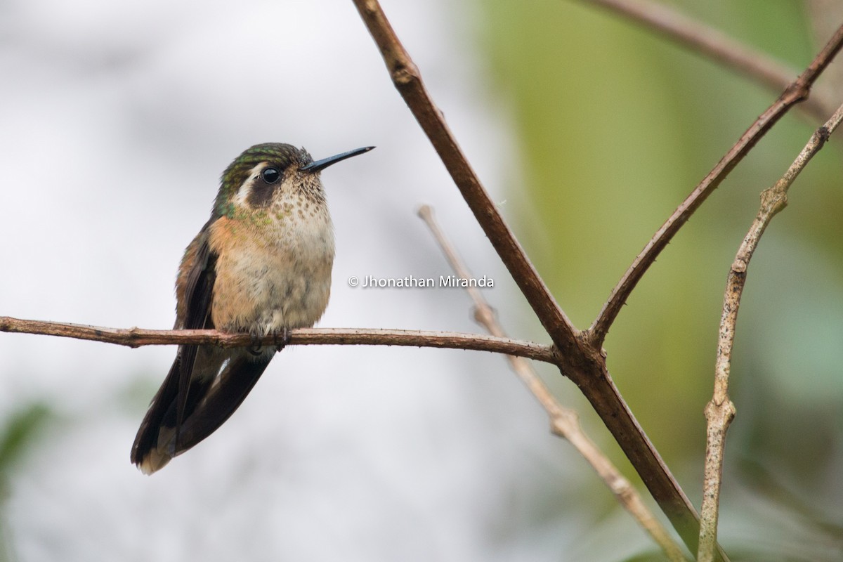 Speckled Hummingbird - ML151111941