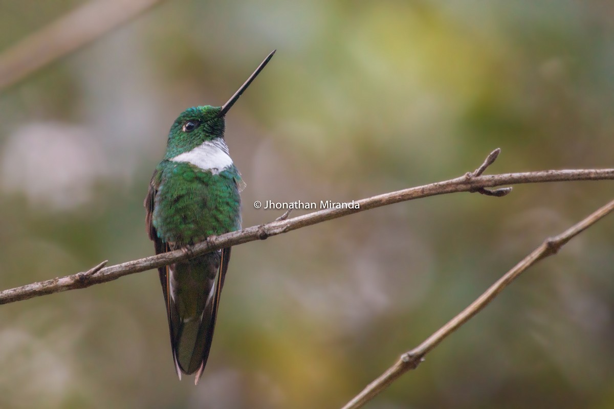 Green Inca - Jhonathan Miranda - Wandering Venezuela Birding Expeditions