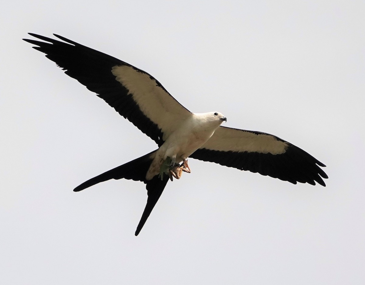 Swallow-tailed Kite - ML151113241