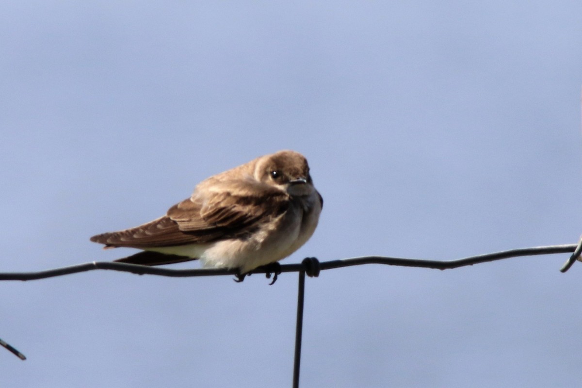 Northern Rough-winged Swallow - ML151113371