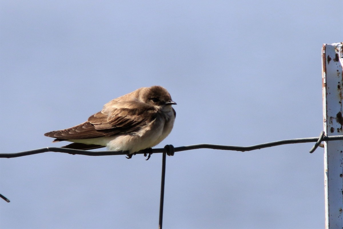 Northern Rough-winged Swallow - ML151113381