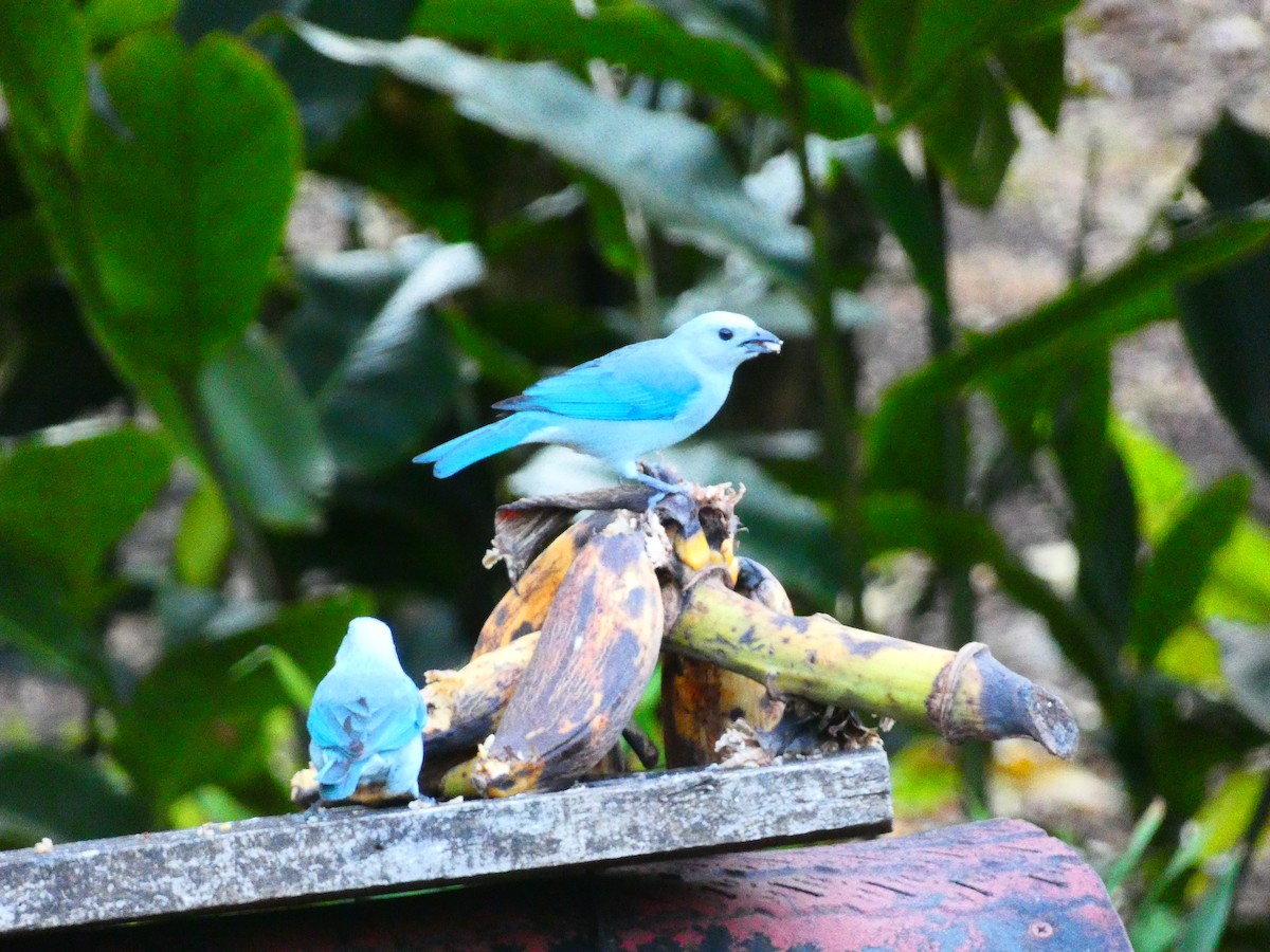 Blue-gray Tanager - ML151113401