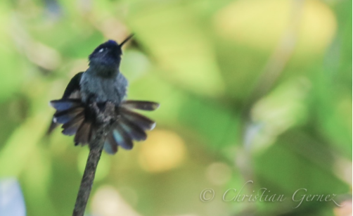 Violet-headed Hummingbird - christian Gernez