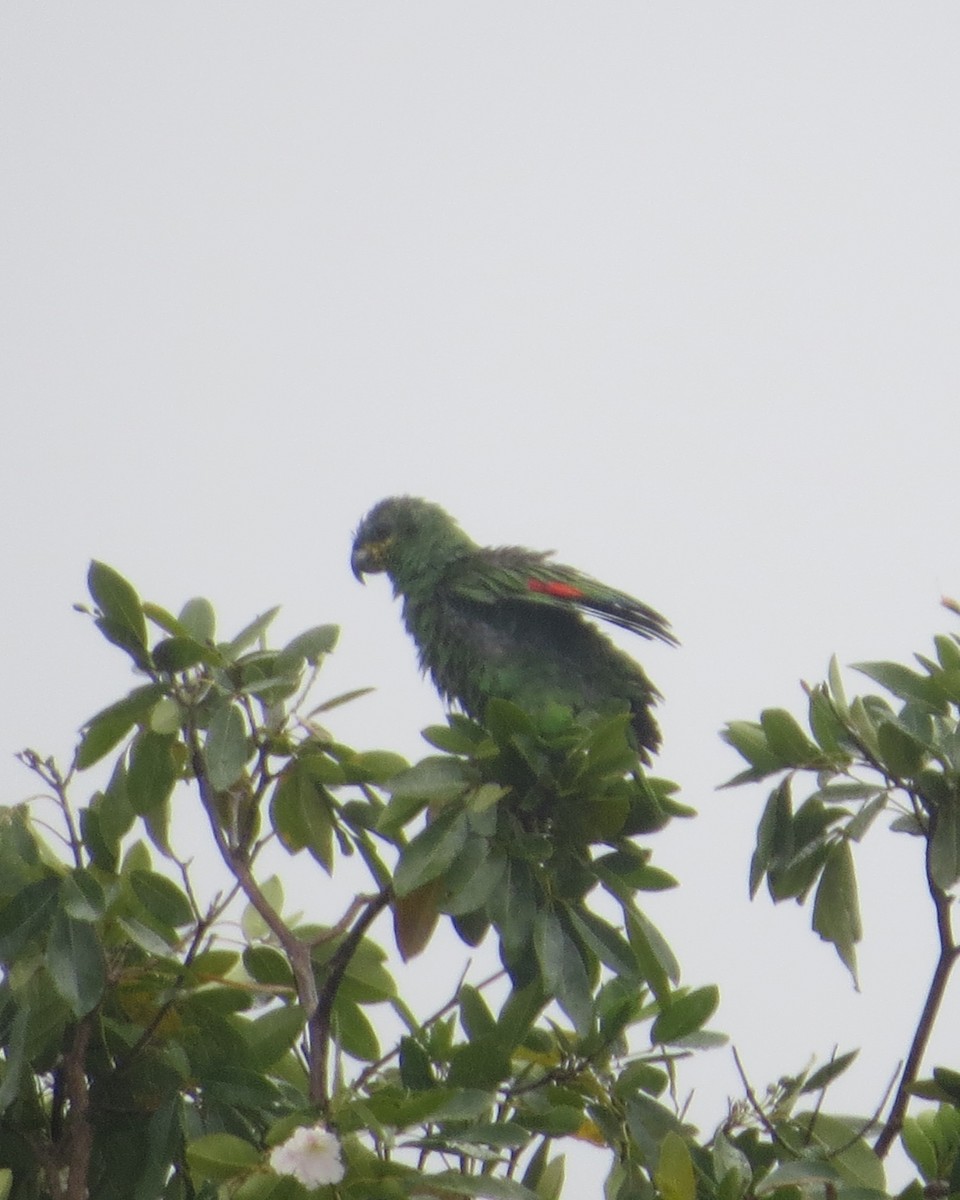 Orange-winged Parrot - Pam Meharg