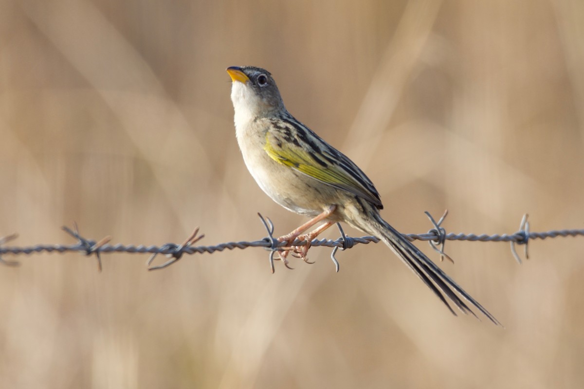Wedge-tailed Grass-Finch - Jan Cubilla