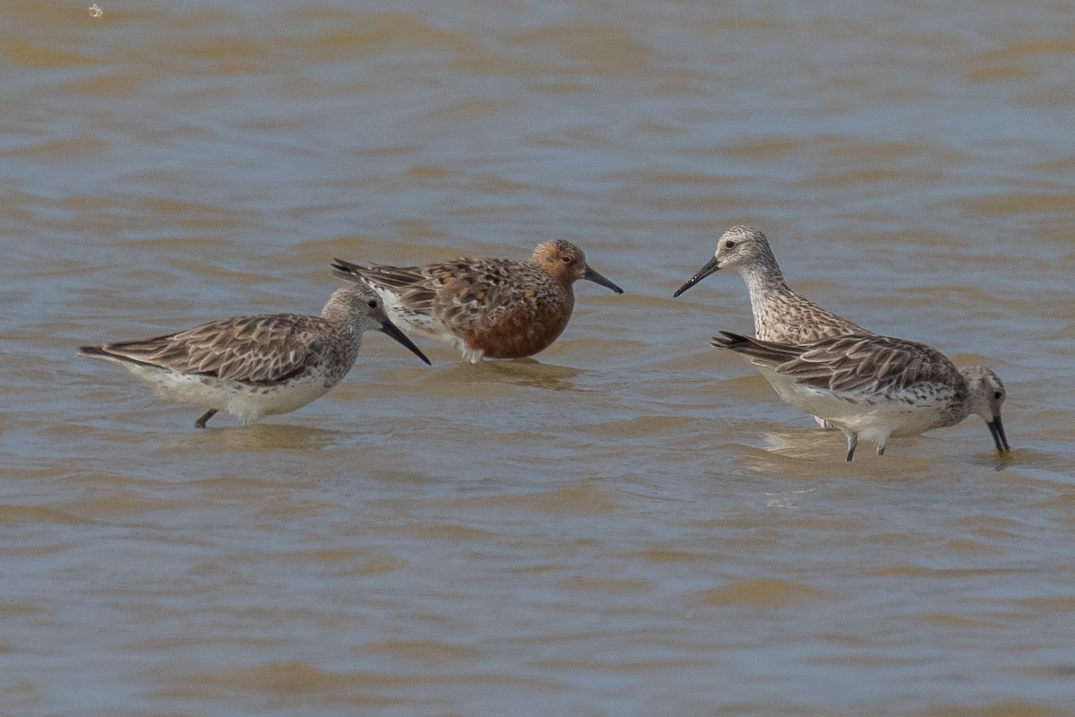 Red Knot - ML151119691