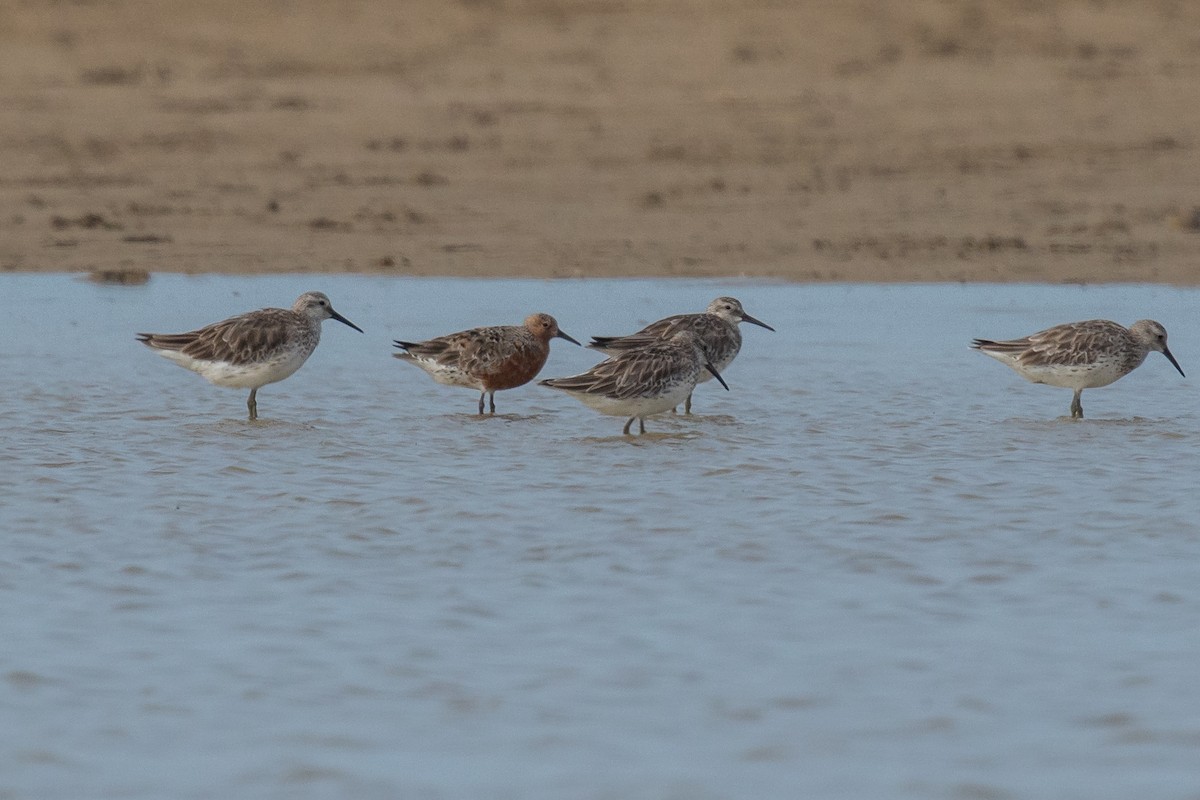 Red Knot - ML151119751